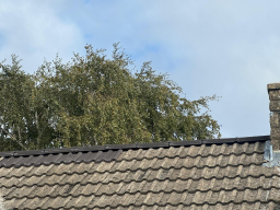 Roofer Spalding 3 Small